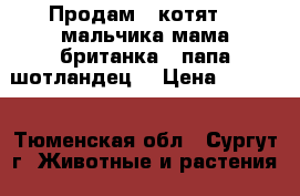 Продам 2 котят! 2 мальчика мама британка...папа шотландец) › Цена ­ 2 000 - Тюменская обл., Сургут г. Животные и растения » Кошки   